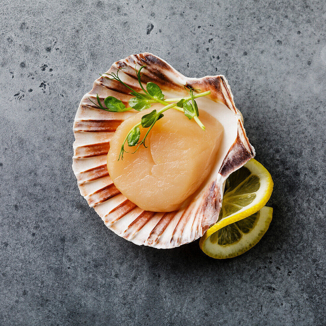 Raw uncooked king conch in cockle and lemon on a grey background