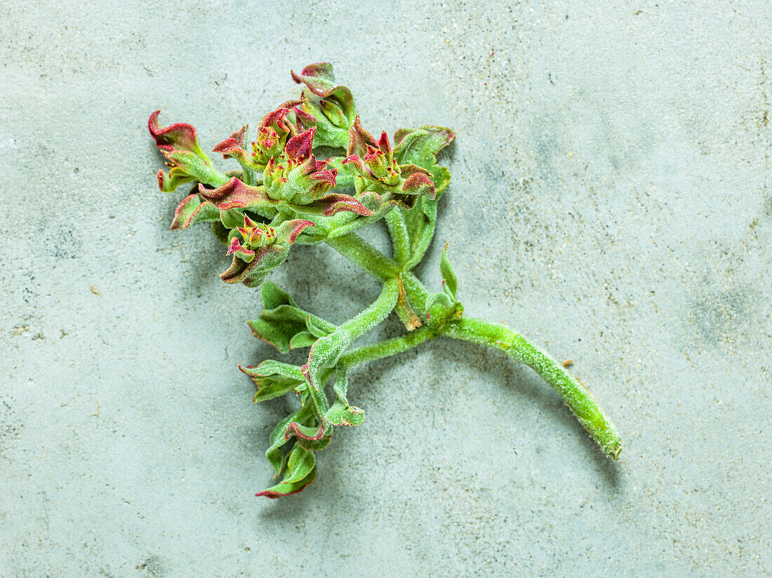 Salzblatt oder Eispflanze vor grauem Hintergrund