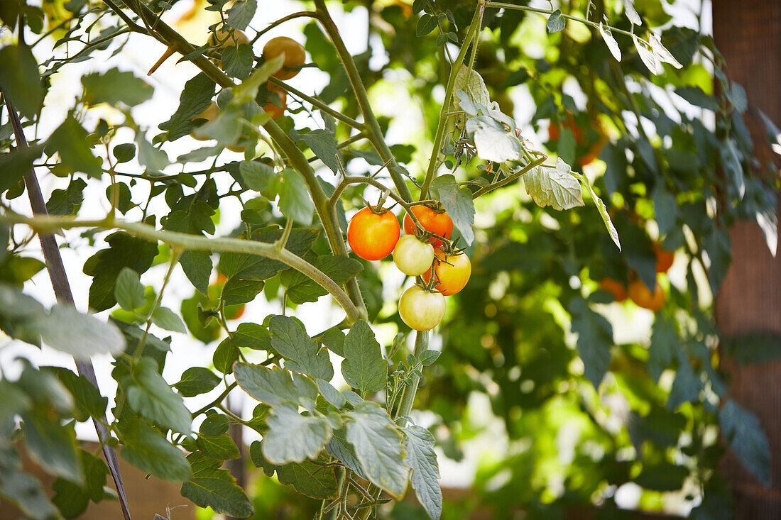 Frische, rohe und reife Tomaten auf einem Baumzweig im Garten von unten
