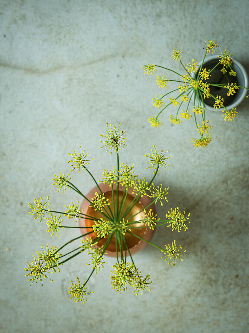 Fennel blossom against a grey, textured background