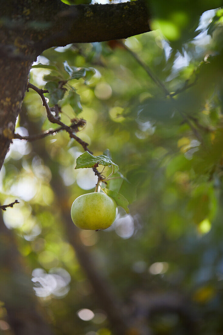 Green ripe apples growing on tree branch with foliage in garden on sunny day