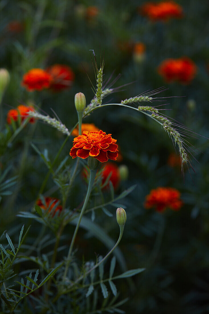 Close-up of bright orange marigold flowers with green petals growing on thin stems in the garden