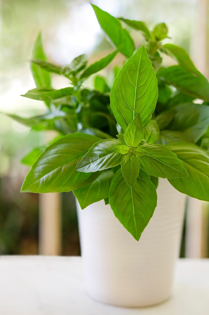 A bunch of freshly picked basil in a white pot