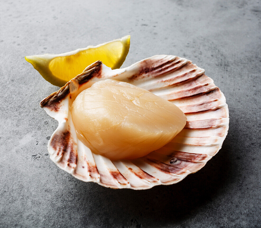 Raw uncooked Queen Scallop in cockleshell and lemon on gray background