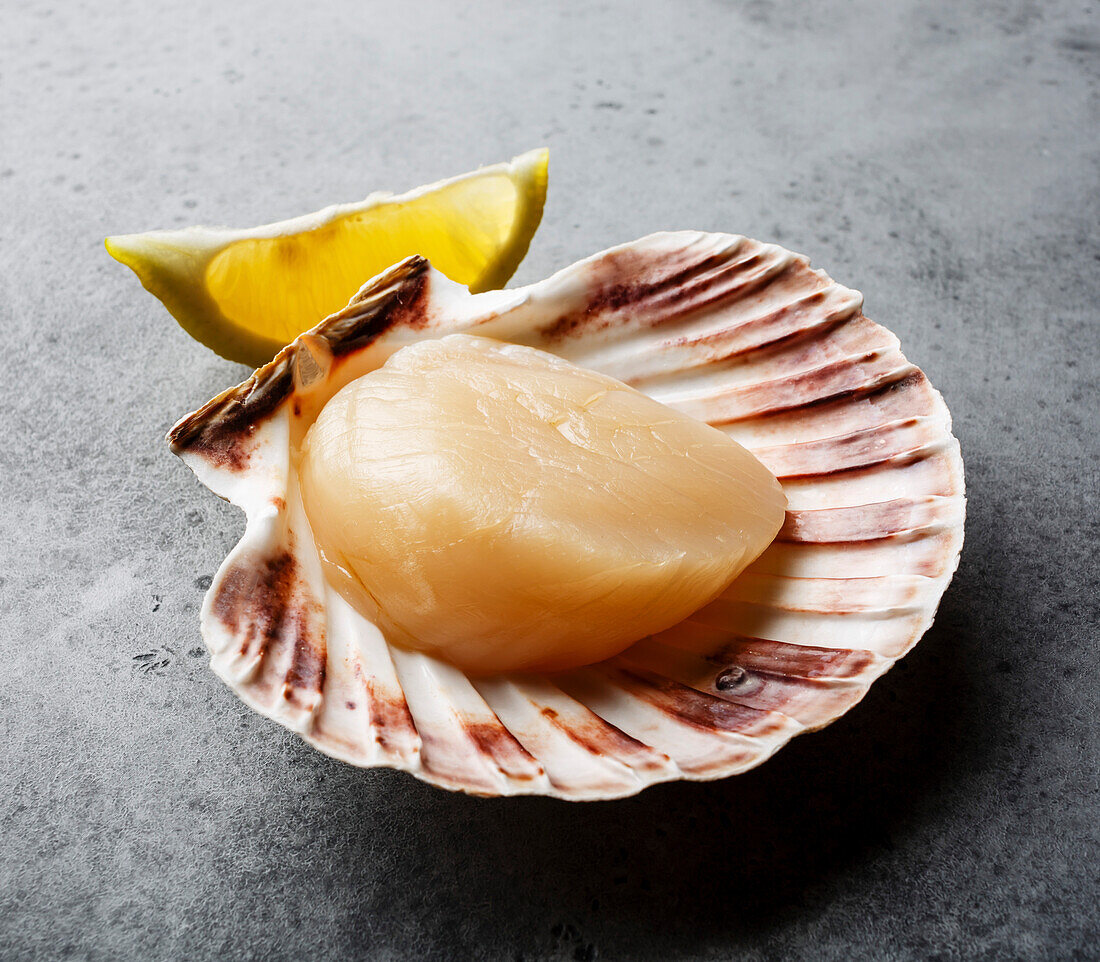 Raw uncooked king scallop in cockle and lemon on a grey background