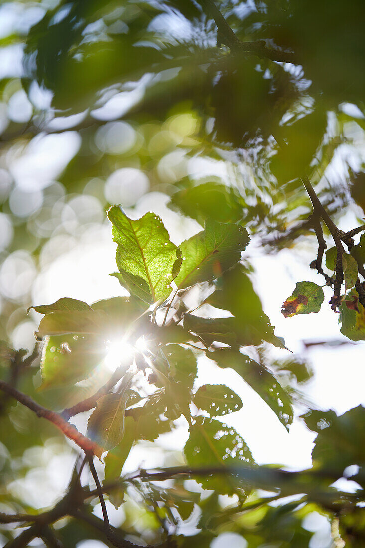 Von unten wachsende grüne Blätter im Wald an einem sonnigen Tag