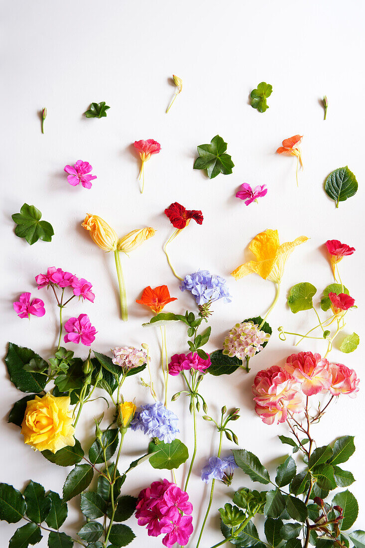 Nutritious edible flowers, roses, geraniums, hydrangeas, courgette squash, nasturtiums and plumbago to add flavour, texture and colour to dishes. Creative layout flatlay