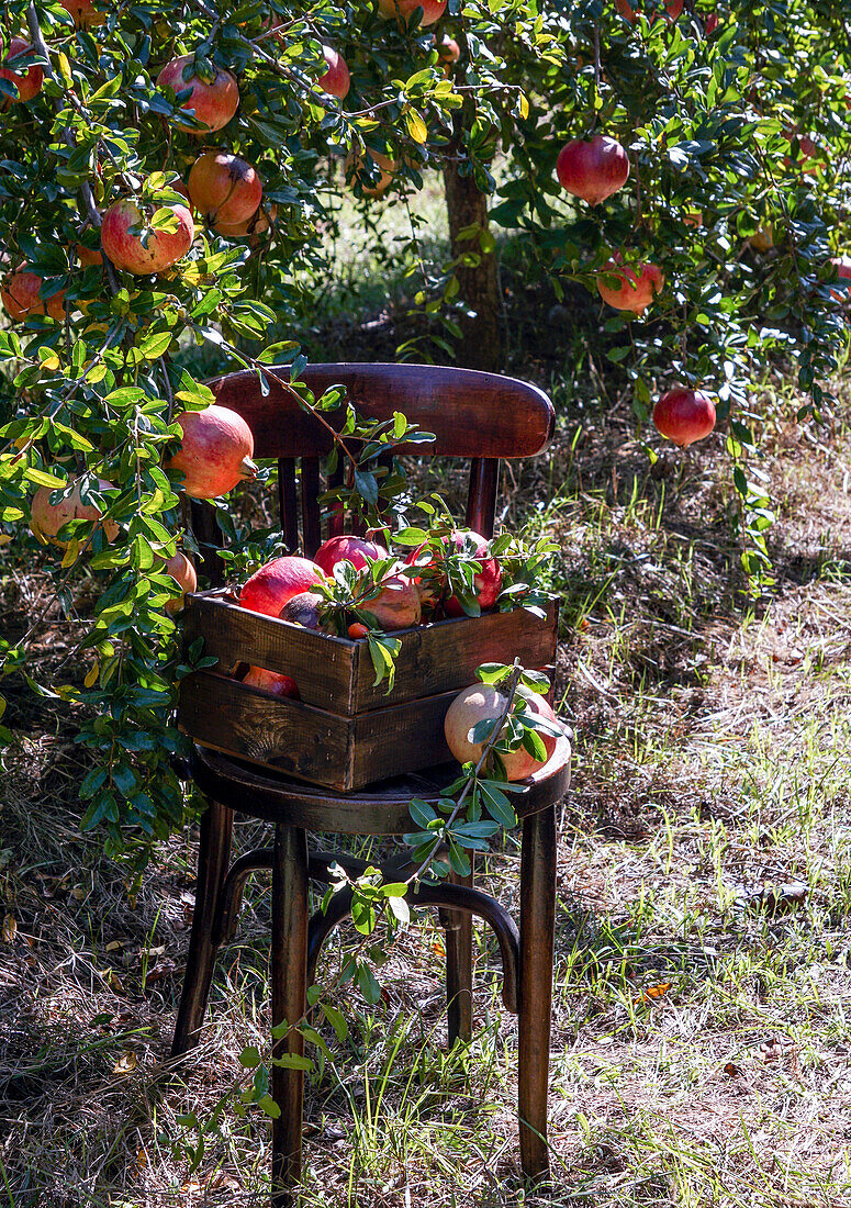 Pomegranates freshly picked in a wooden box on a chair in the garden, collection of pomegranate harvest, organic product
