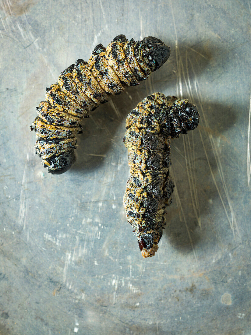 Mopani-Würmer, eine essbare Raupe, die einen hohen Eiweißgehalt in der menschlichen Ernährung liefern kann