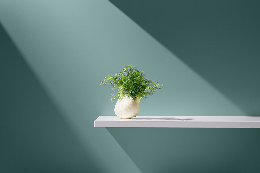 Green plant with lush leaves in pot on white plate under beam of light against blue background in studio