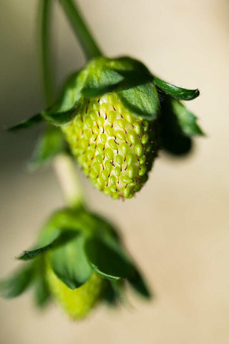 Nahaufnahme von grünen Erdbeeren, die sich an einer Pflanze entwickeln
