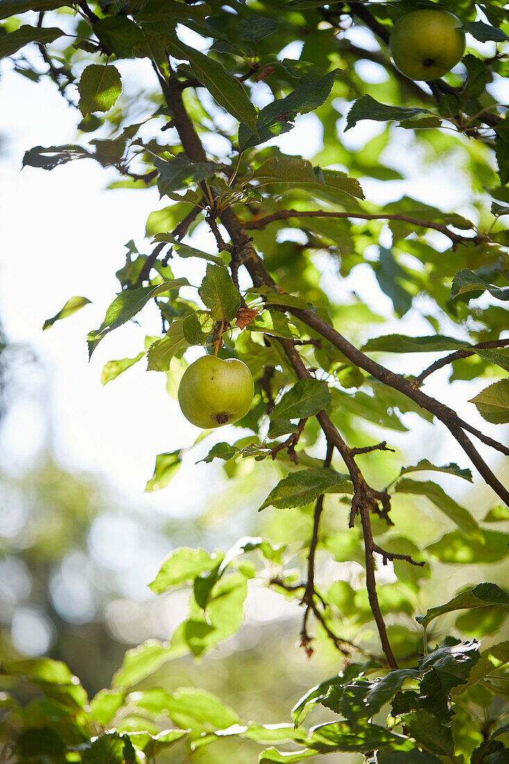 Ansicht von unten von grünen reifen Äpfeln, die an einem Ast mit Laub im Garten an einem sonnigen Tag wachsen