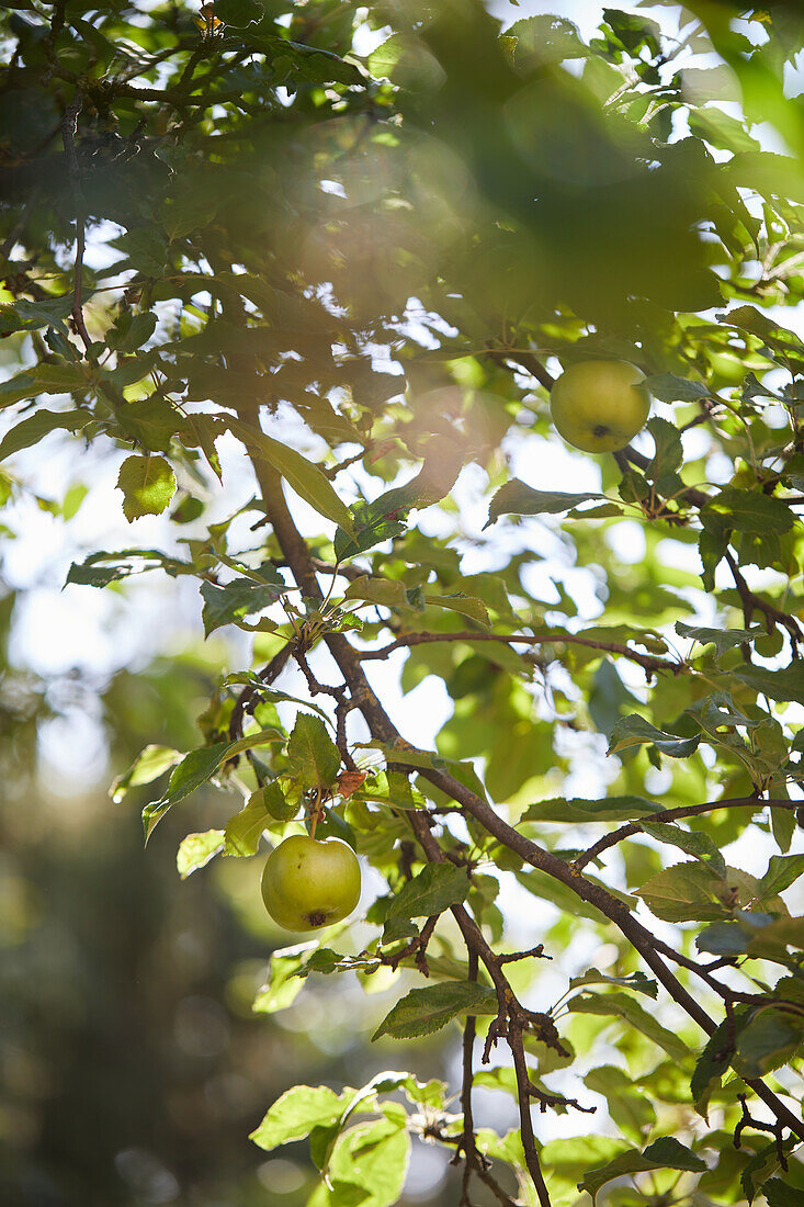Ansicht von unten von grünen reifen Äpfeln, die an einem Ast mit Laub im Garten an einem sonnigen Tag wachsen
