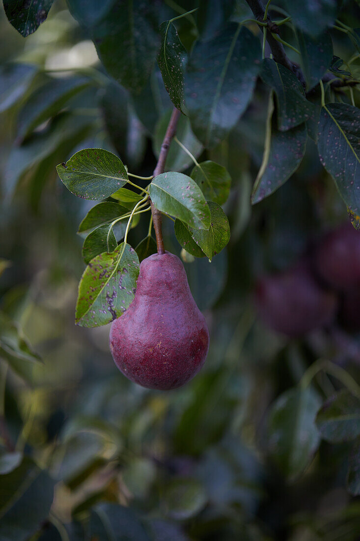 Fresh ripe red pear hanging on a tree branch with green leaves in the garden on a summer day