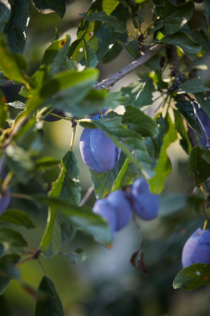 Ripe plums hanging from tree branch ready to be harvested growing in garden during sunny summer day