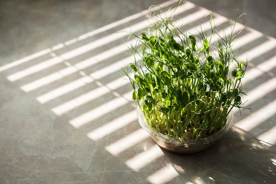 Microgreens im Schatten der Jalousien. Gekeimte Erbsen