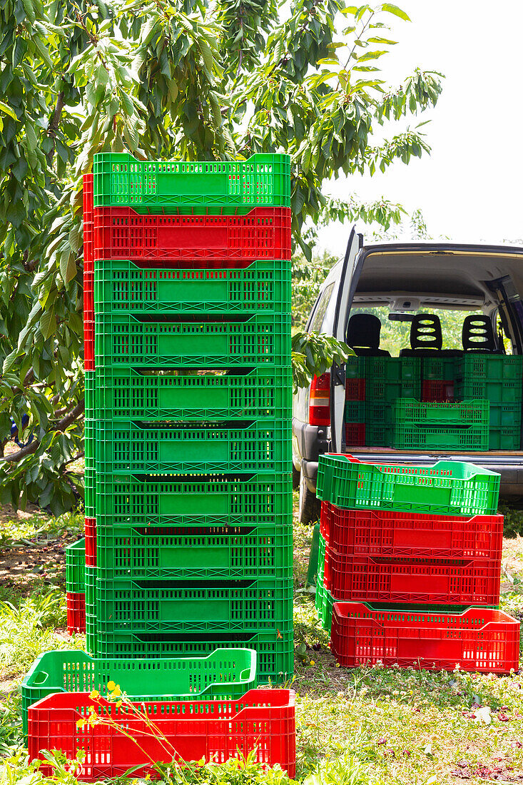 Stack of green and red plastic crate containers on plants near van with open trunk at field
