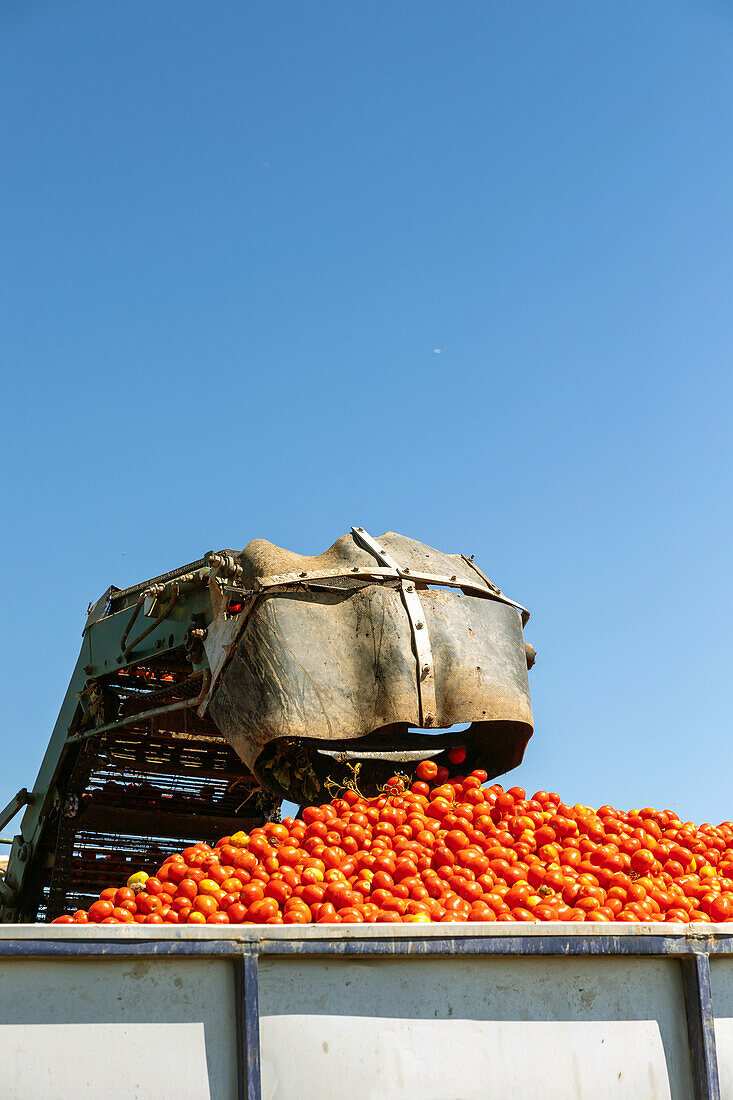 From below mechanical shovel offloads fresh tomatoes into a truck during the annual tomato harvest against blue clear sky in Toledo, Castilla-La Mancha, Spain