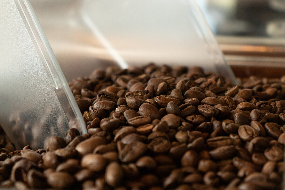 Haufen verstreuter aromatischer gerösteter brauner Kaffeebohnen mit Plastikschaufel