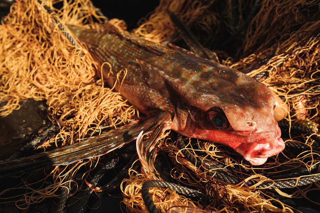 Quappenfisch im Netz bei Sonnenlicht in Soller, Spanien, Mallorca, während der traditionellen Fischfangzeit