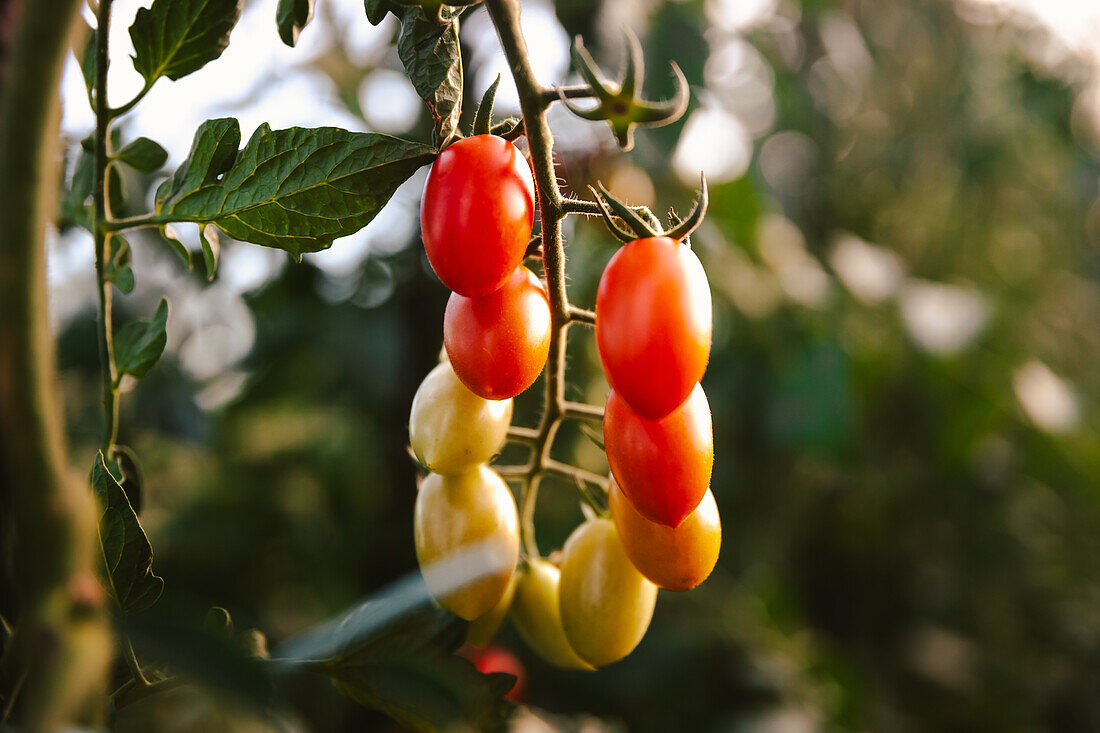 Strauß frischer Tomaten wächst auf einem Pflanzenzweig an einem sonnigen Tag im Garten