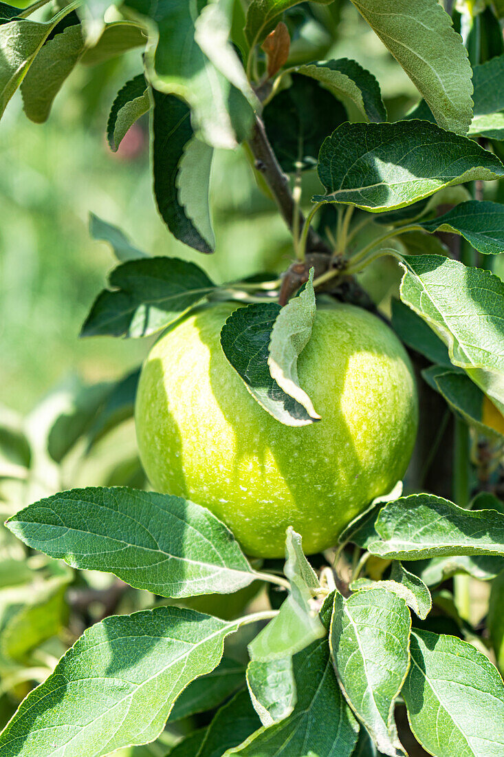 Granny Smith apple variety in the orchard ready to be harvested against blurred background
