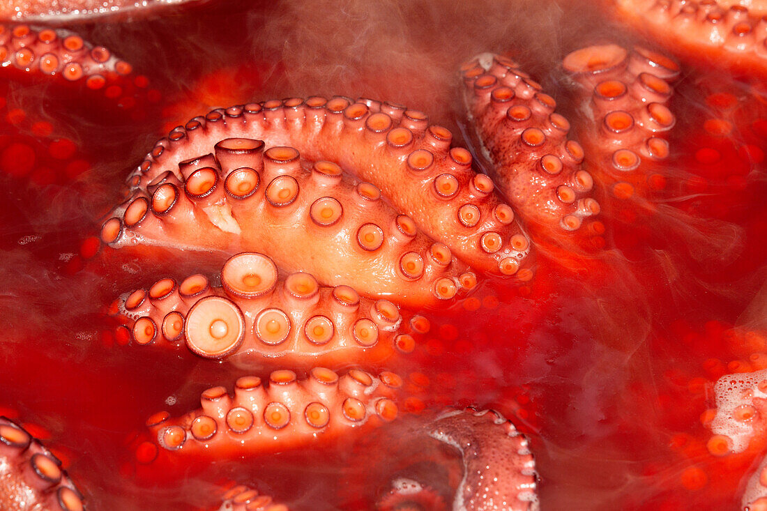 Makroaufnahme, die die lebhaften Details von Tintenfischtentakeln mit Saugnäpfen zeigt, die in eine leuchtend rote Flüssigkeit getaucht sind und die komplizierten Strukturen und Muster einfangen
