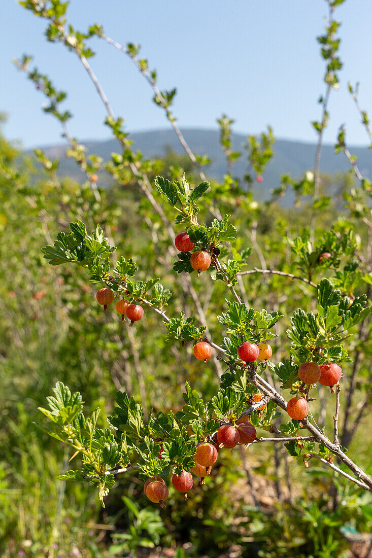 Frische rote Johannisbeeren auf einem Zweig mit grünen Blättern, die auf einer Pflanze in einer Bio-Plantage wachsen