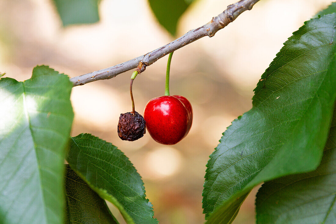 Nahaufnahme einer roten Kirsche, die mit grünen Blättern an einem Zweig in einer Bio-Plantage hängt, im unscharfen Hintergrund