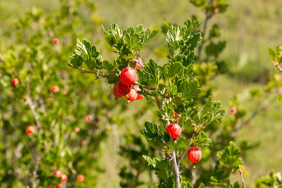 Fresh Ribes rubrum berries on twig with green leaves growing on plant in organic plantation during sunny day