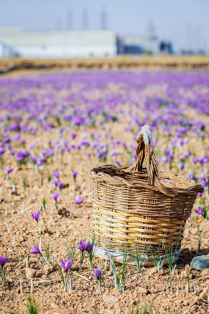 Nahaufnahme eines traditionellen Weidenkorbs, der bis zum Rand mit frisch geernteten tiefvioletten Safranblüten gefüllt ist, mit einem unscharfen natürlichen Hintergrund, der die satte Farbe der Blüten betont