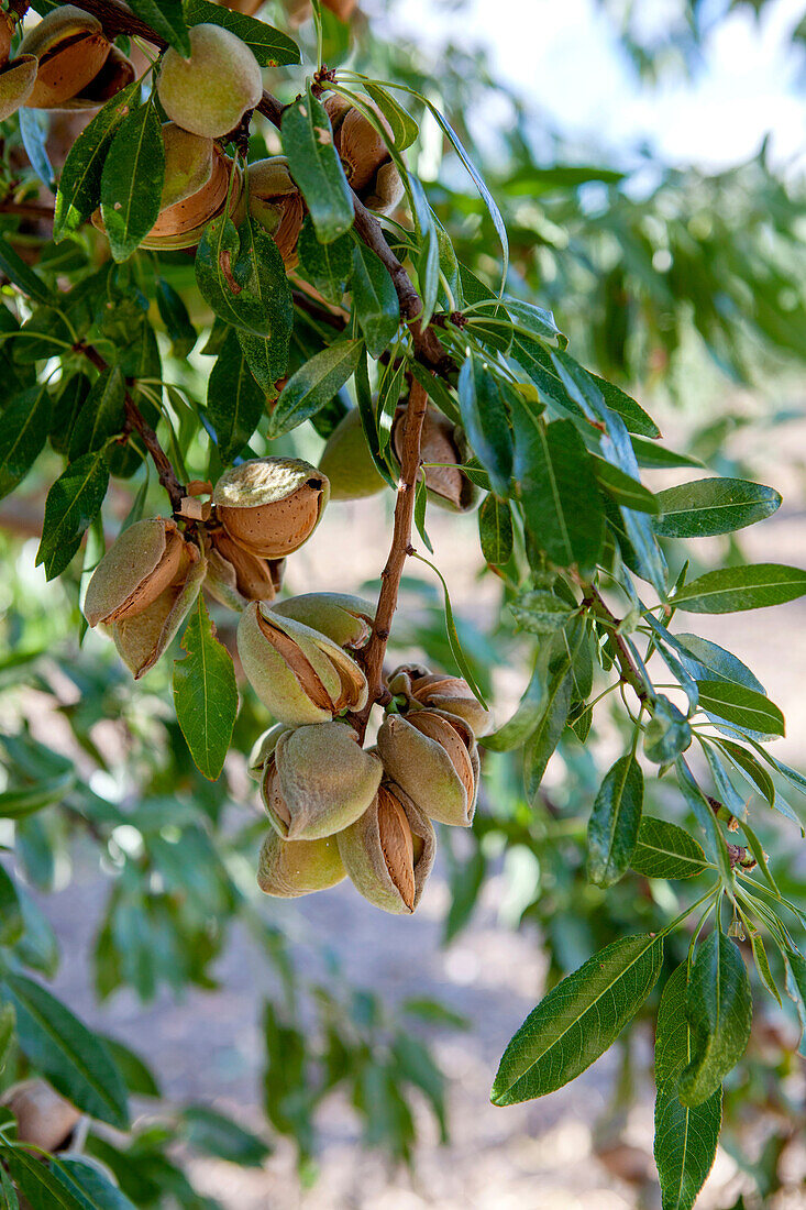 Mandeln in ihren offenen Schalen hängen an den Zweigen eines Baumes in einem Obstgarten