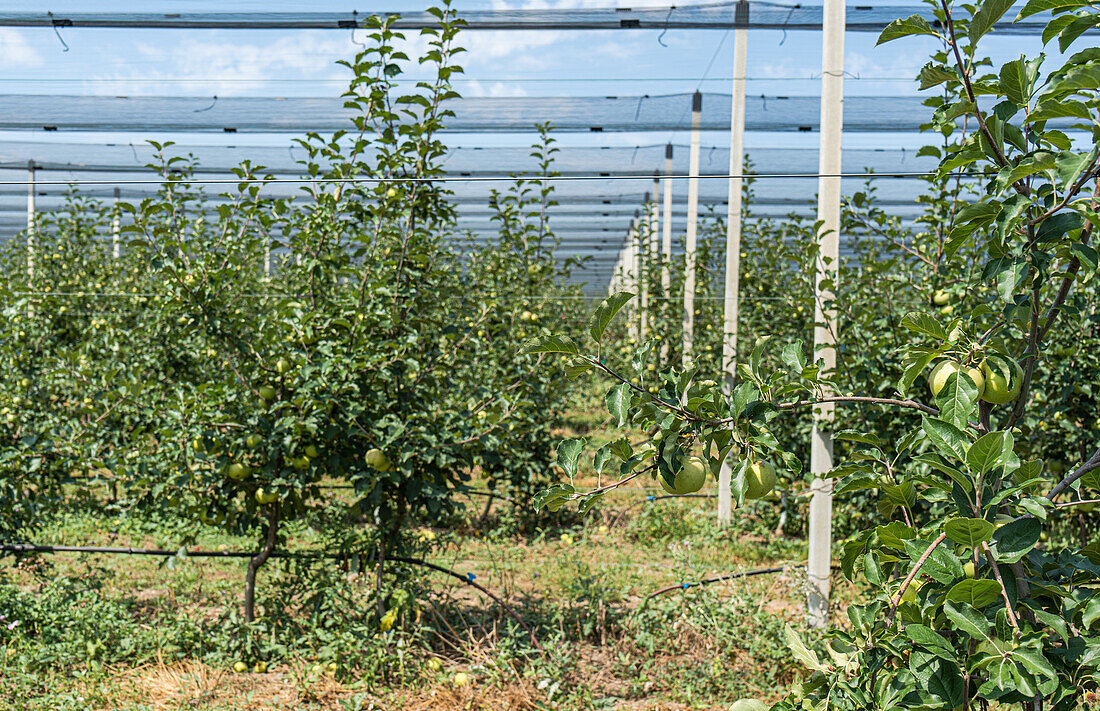 Well organized fruit orchard with apple trees in rows covered with special net