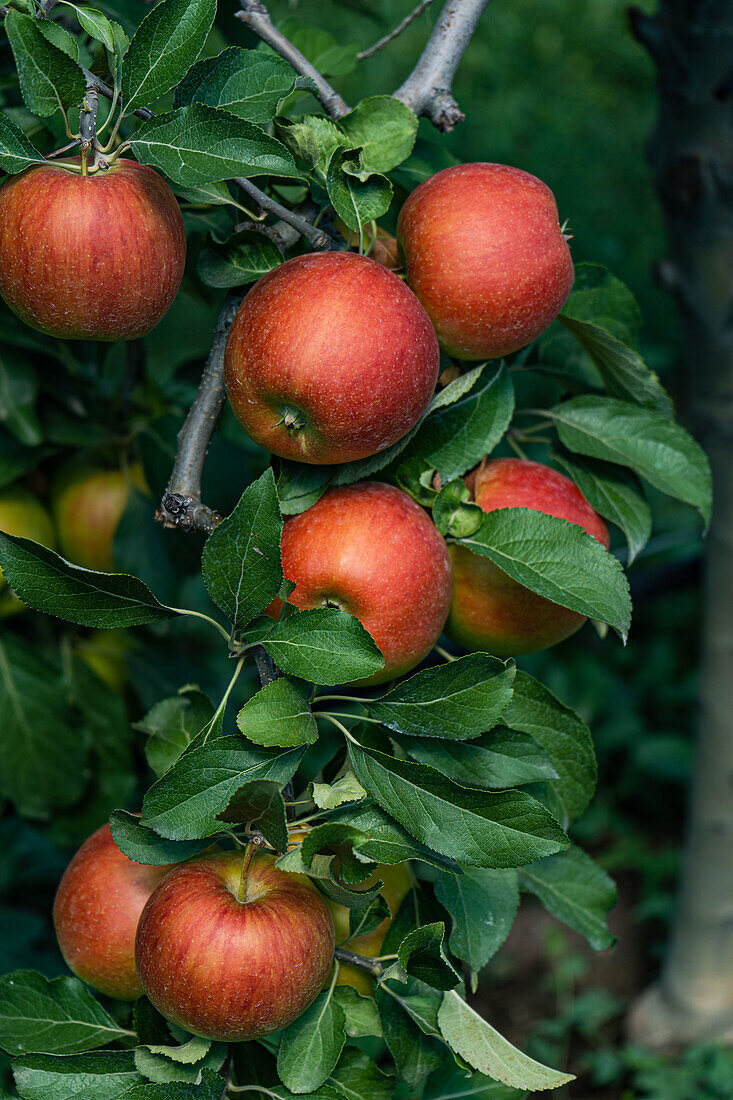 Ripe red apples in fruit orchard ready to be harvested against blurred background