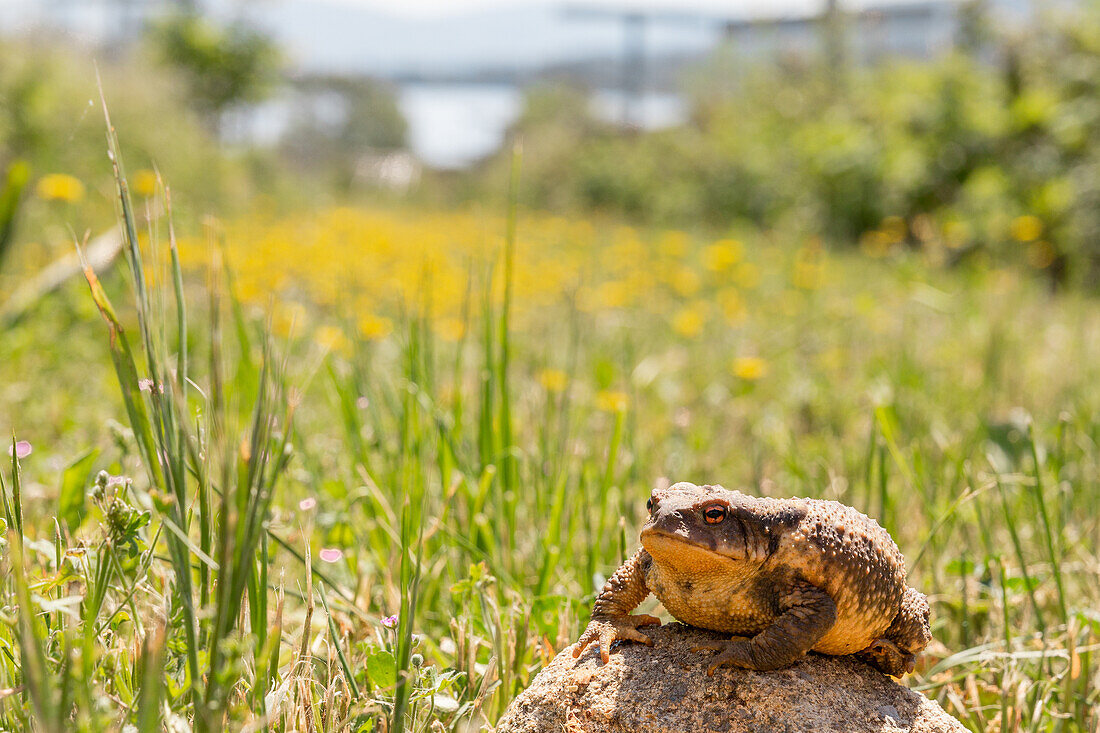 Closeup of brown toad with textured skin sitting on rock amidst green grass at organic farm