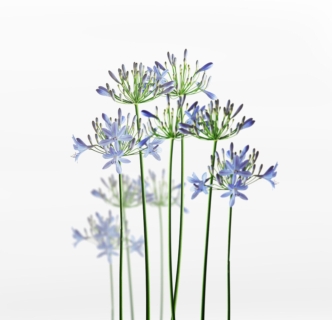 Blaue Blumen mit grünen Stängeln auf weißem Hintergrund. Natürlicher floraler Hintergrund. Vorderansicht