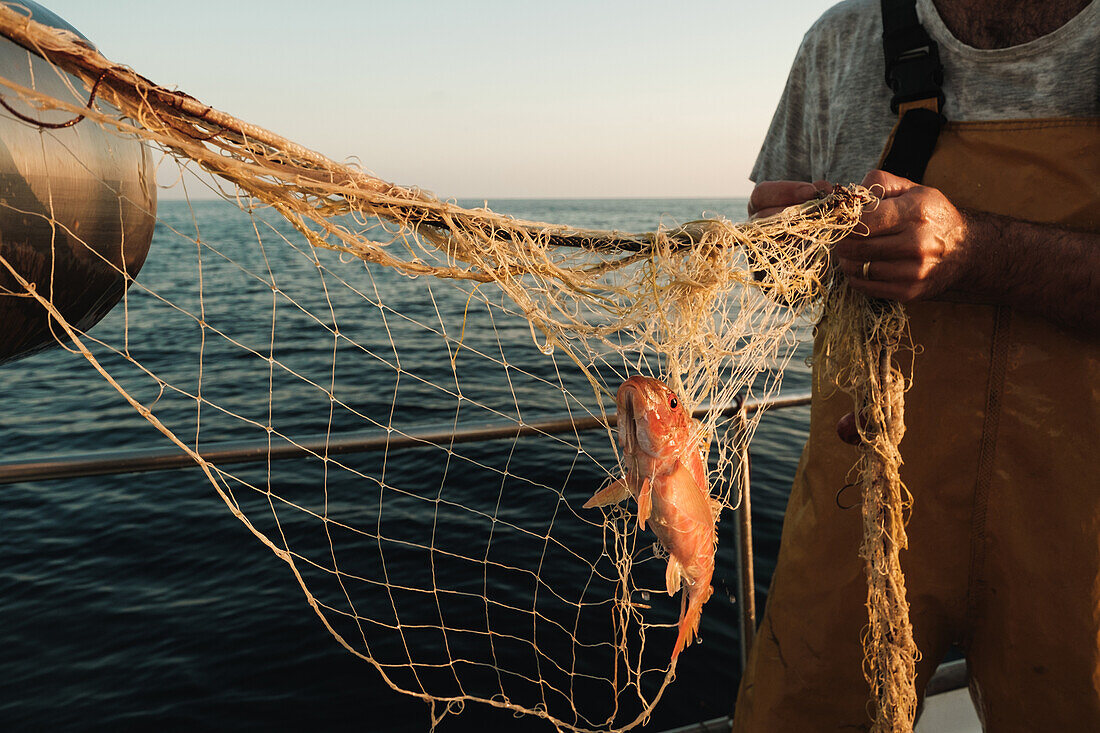 Körperteil eines männlichen Fischers mit orangefarbenem Fisch im Netz beim traditionellen Fischfang in Soller nahe der Baleareninsel Mallorca