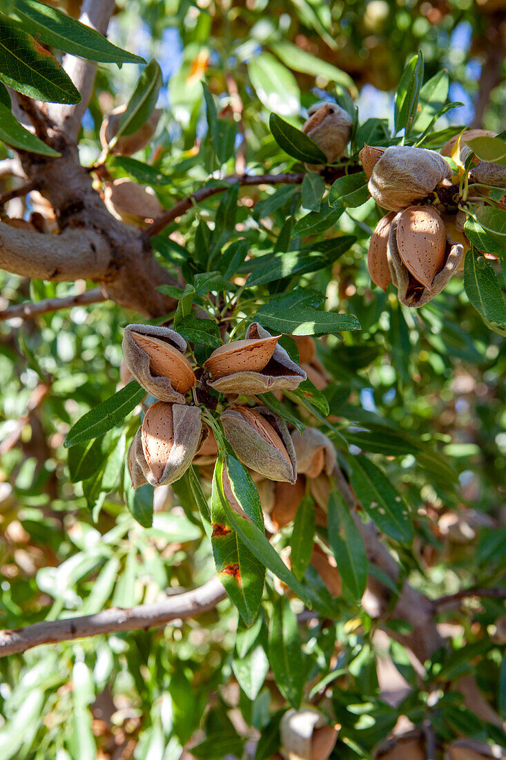 Almond nuts encased in their open shells hanging from the branches of a tree in an orchard
