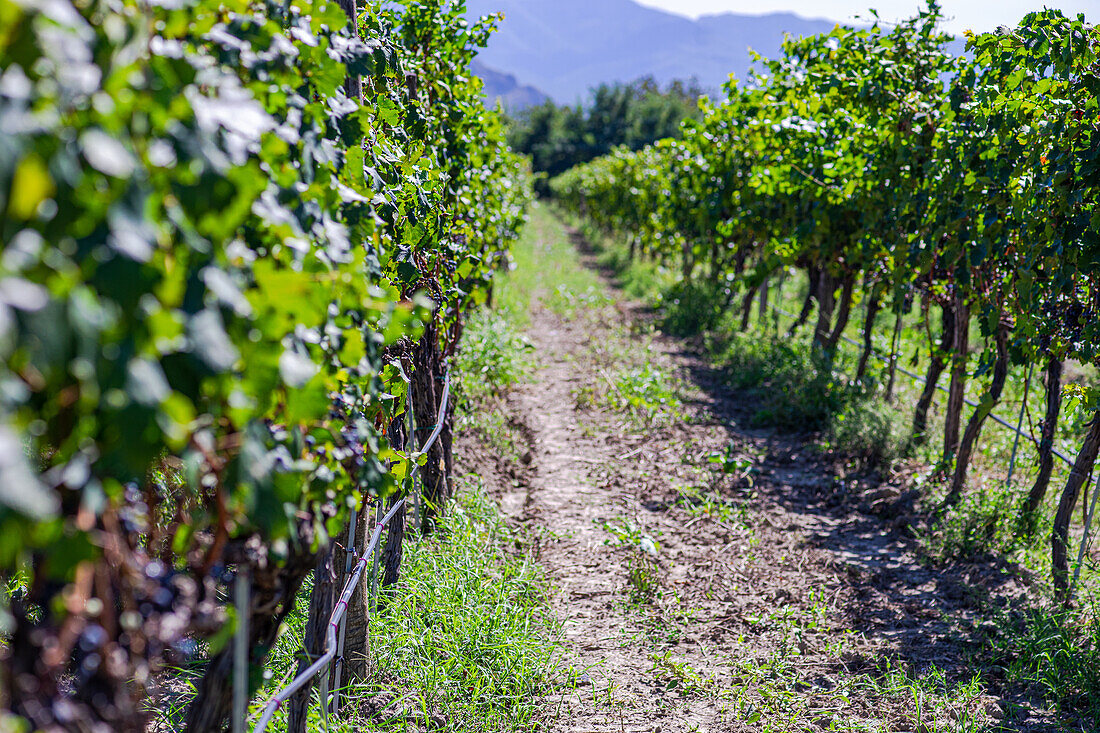 Row of bushes with green leaves on grape plantation against hill in autumn time on Saperavi grape variety of Georgia