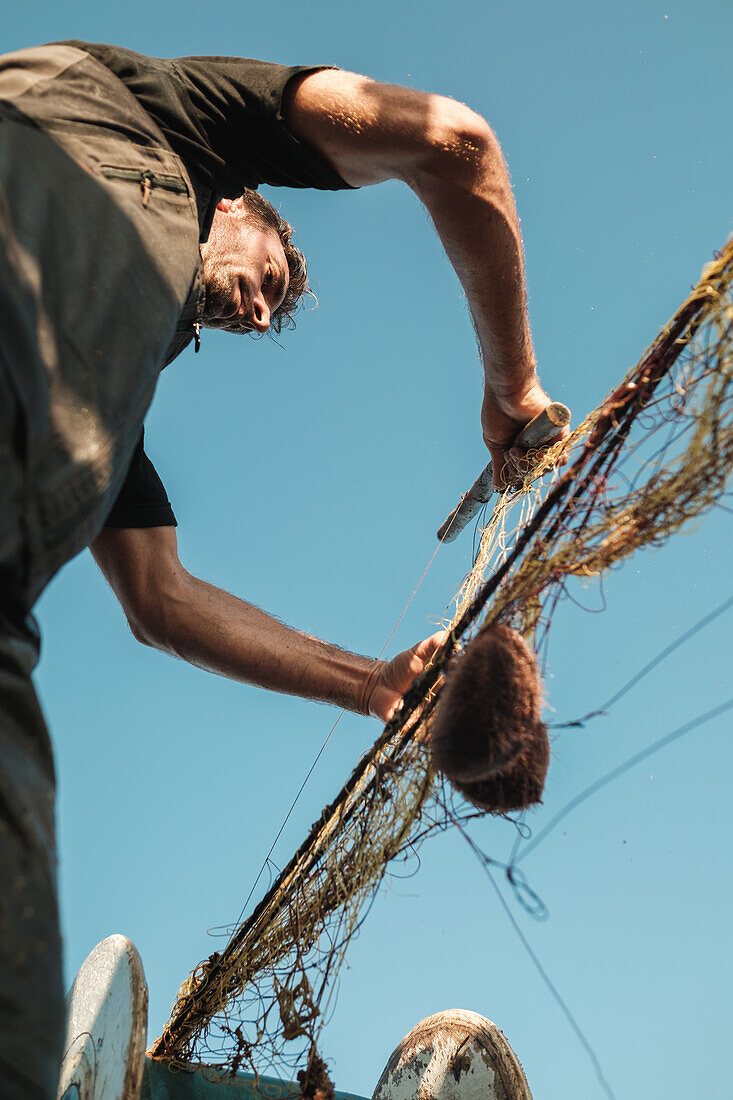 Männlicher Matrose sammelt gefangene Seeigel mit Stacheln aus dem Netz bei der traditionellen Fischerei in Soller nahe der Baleareninsel Mallorca