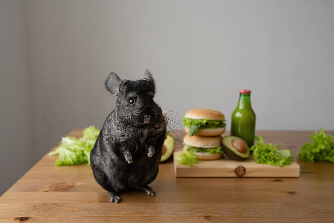 Liebenswertes schwarzes Chinchilla sitzt auf einem Holztisch mit frischem grünem Salat und Burgern mit Avocado und einer Flasche Saft und schaut in die Kamera