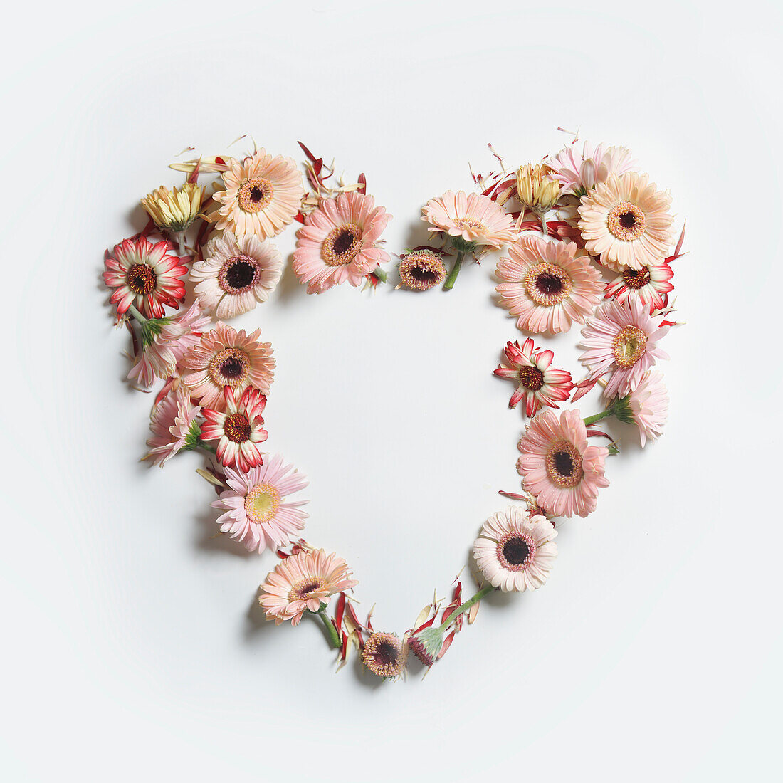 Heart frame made with various garden flowers at white background. Romantic concept with spring and summer petals for Valentine or Mother day. Top view.