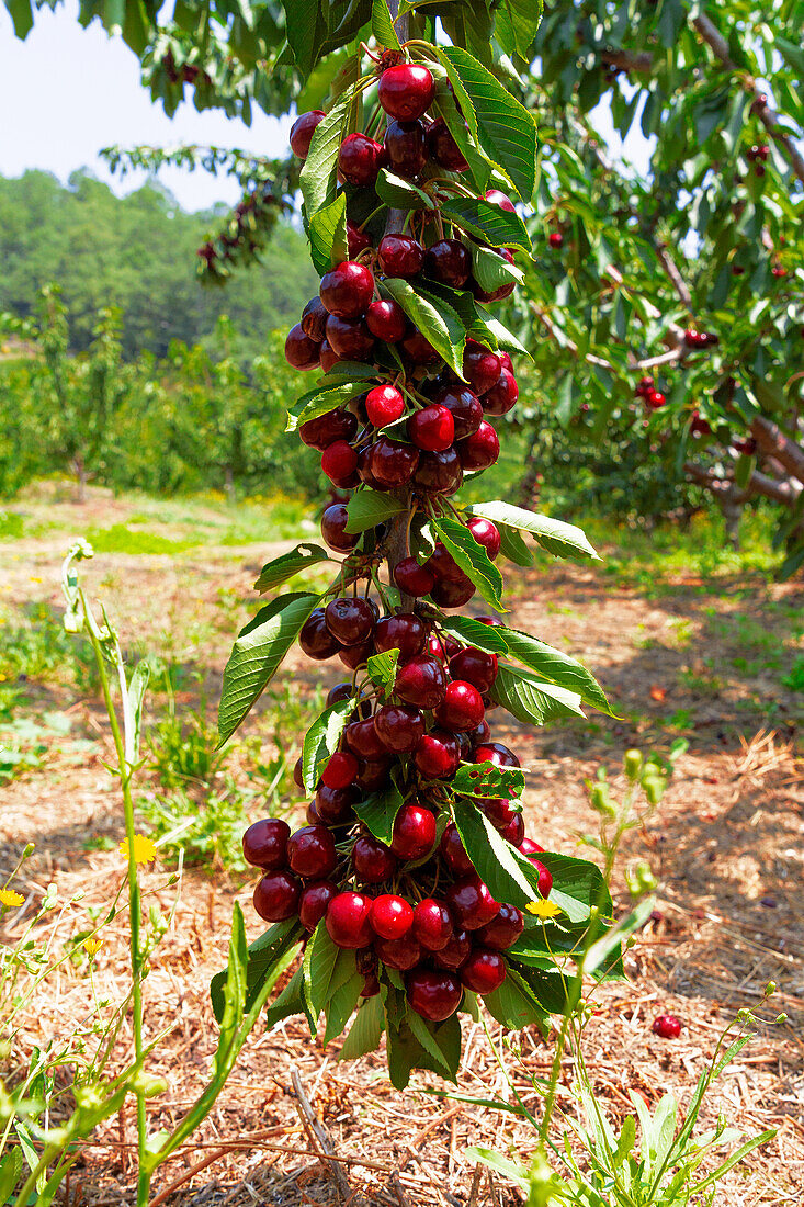 Fresh red cherry bunches with green leaves growing on branches in organic plantation against clear sky during sunny day