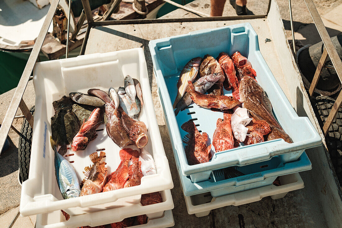 Von oben auf verschiedene Arten von rohem Fisch in Kisten in sonnigen Tag unter Sonnenlicht in Soller, Mallorca, Spanien platziert