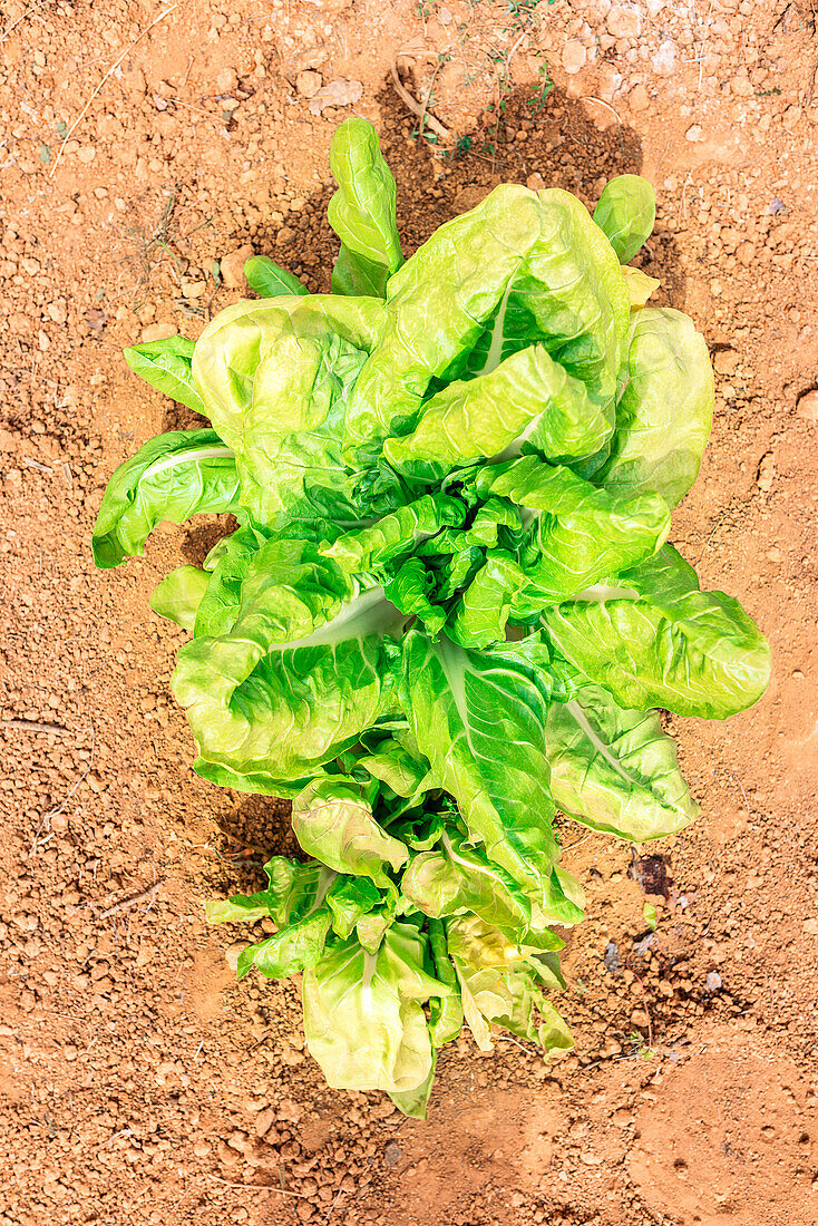 Draufsicht auf blühenden, frischen, breitblättrigen, grünen Salat, der auf trockenem Boden in einem Garten im Freien an einem sonnigen Tag wächst
