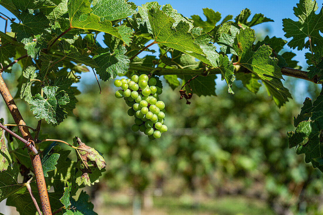 Bunches of fresh grapes growing on vine on blurred background of Saperavi grape variety of Georgia on sunny day