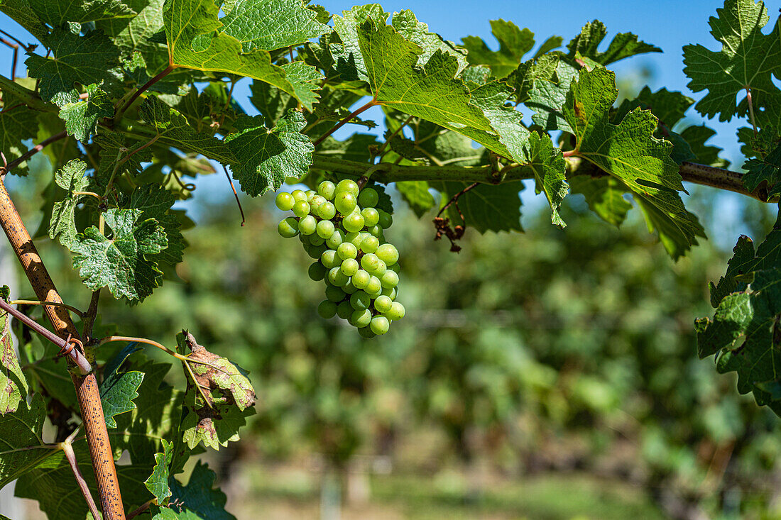 Frische Weintrauben an der Rebe auf unscharfem Hintergrund der georgischen Rebsorte Saperavi an einem sonnigen Tag