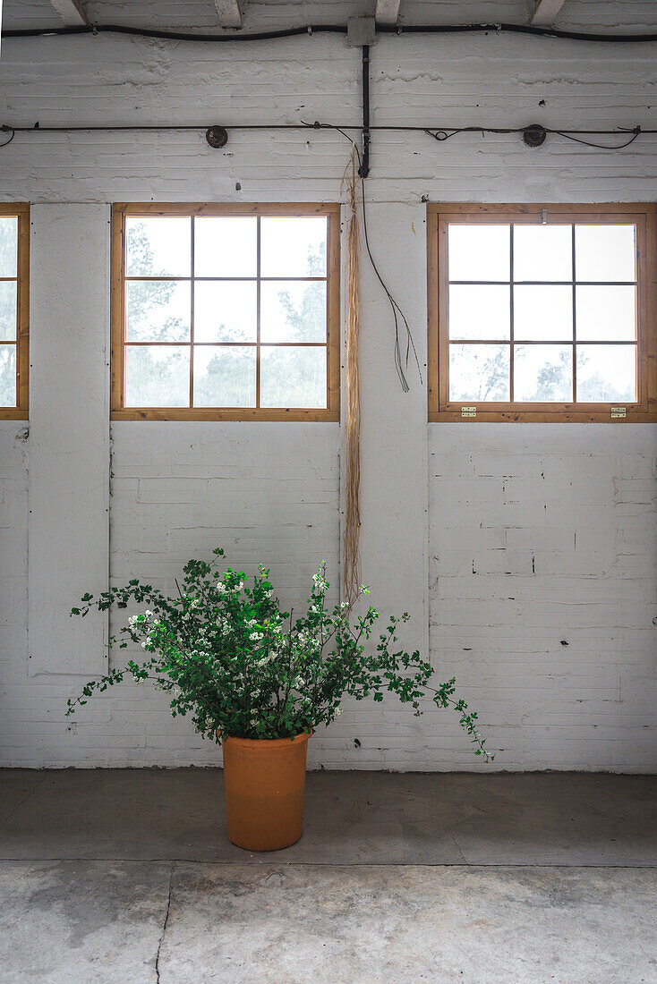 Große Grünpflanze in Keramiktopf auf Betonboden vor schäbiger weißer Backsteinwand mit Fenstern