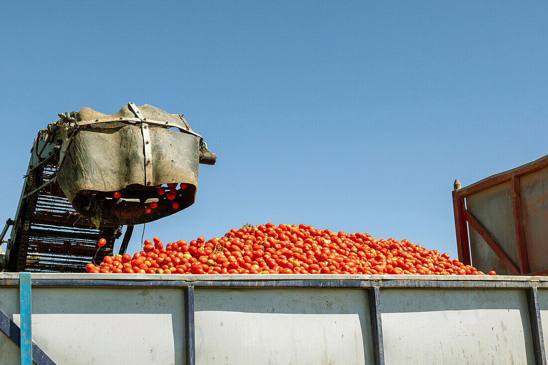 From below mechanical shovel offloads fresh tomatoes into a truck during the annual tomato harvest against blue clear sky in Toledo, Castilla-La Mancha, Spain