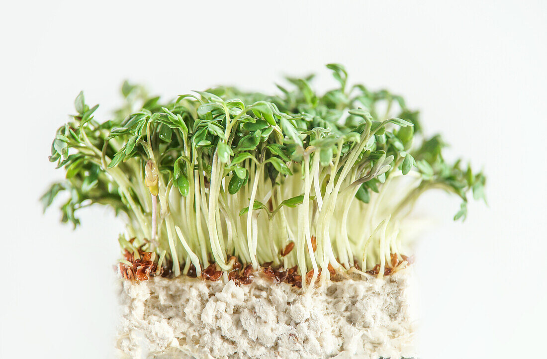 Sprossen von Microgreens wachsen auf weißem Hintergrund. Gesunder Lebensstil mit Keimung von vitaminreicher Nahrung. Nahaufnahme. Frontansicht